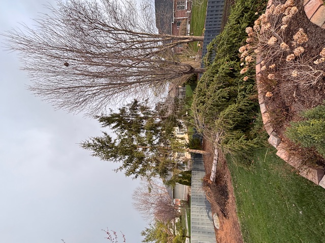 Before emergency tree removal - fallen tree storm damage