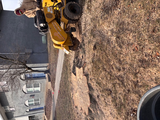 Before stump grinding - large stump in yard