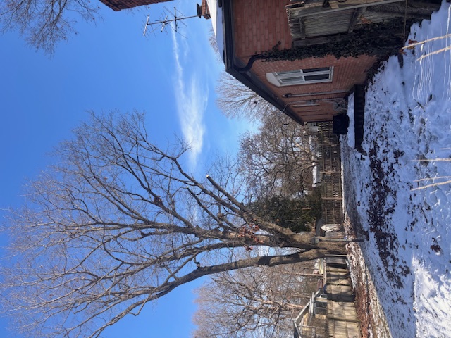 After tree trimming - clean shaped tree