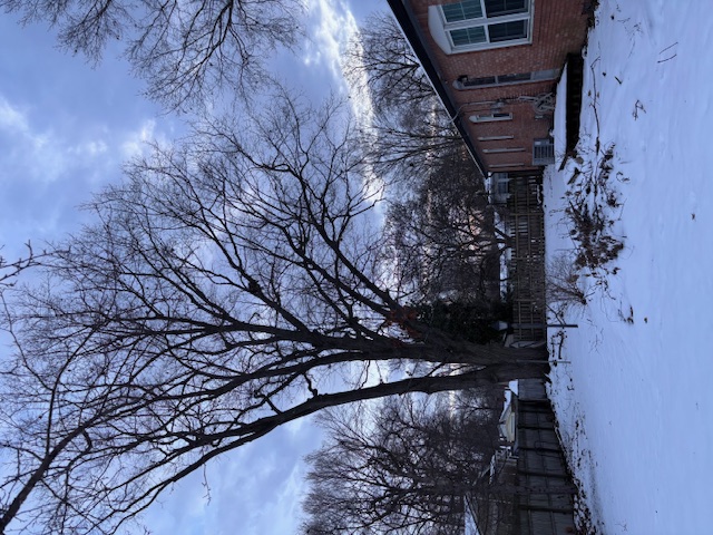 Before tree trimming - overgrown branches